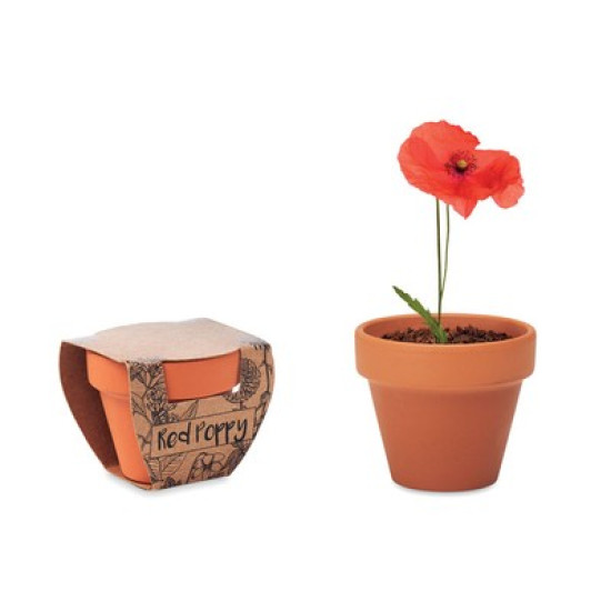 Grow your own Poppy